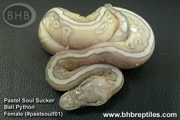 pastel soul suker.jpg