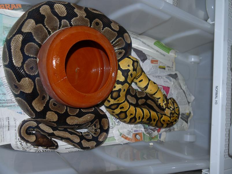 Pastel Sp. x Normal.JPG