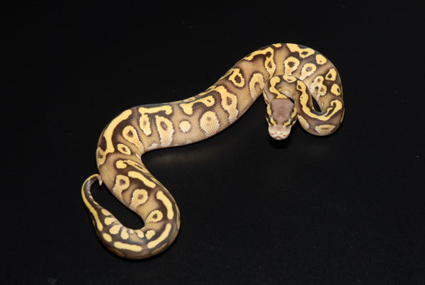 pastel sulfur moajve.jpg