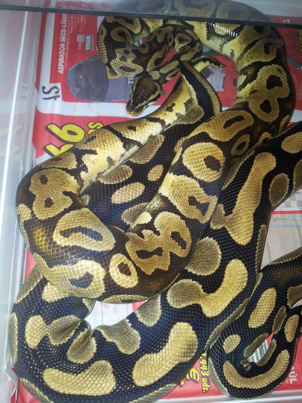 Pastel x Nominal.jpg