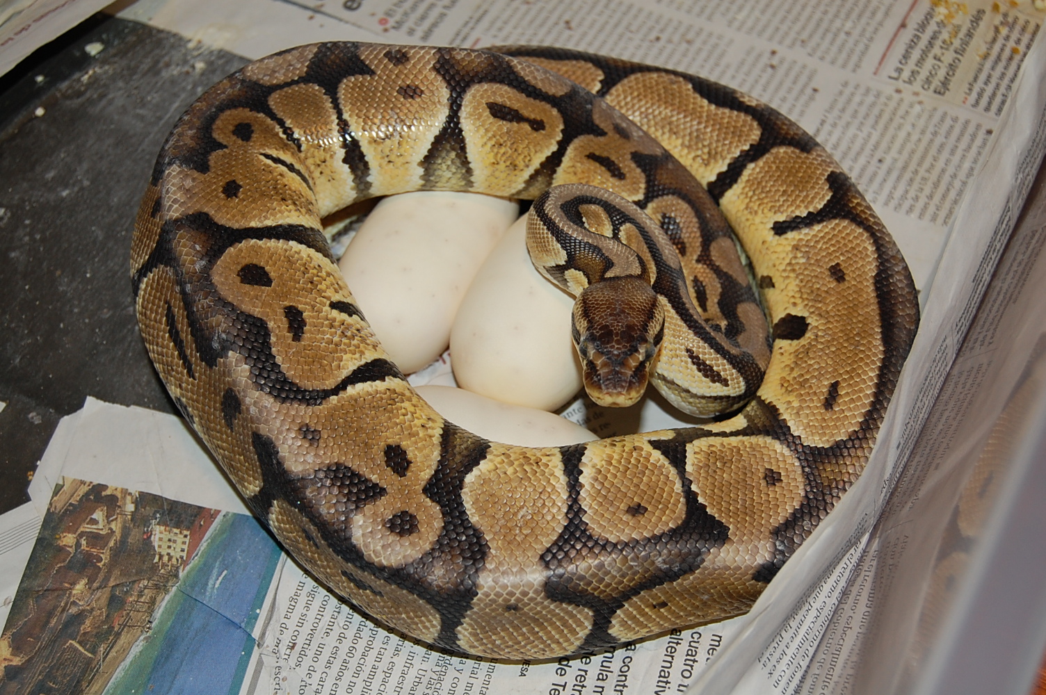 pastel x pewter 25-05.2010.JPG