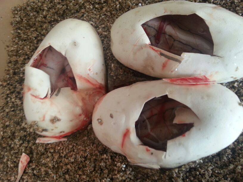 pastel x spinerblast.jpg