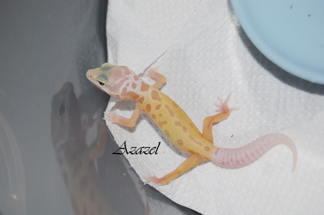 patternless albino.jpg