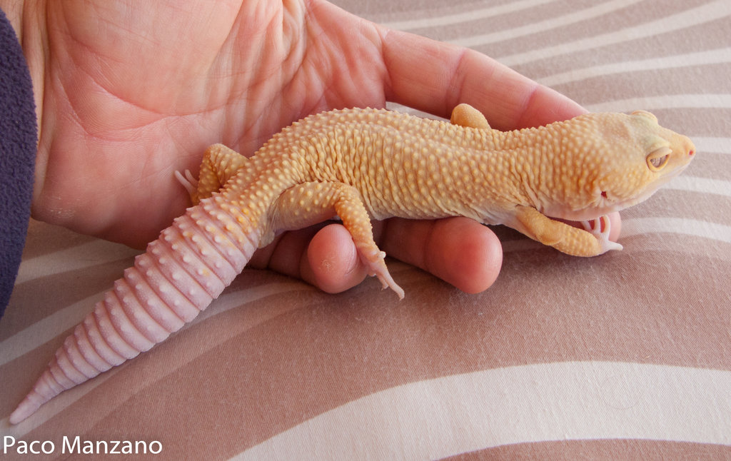 Patternless albino