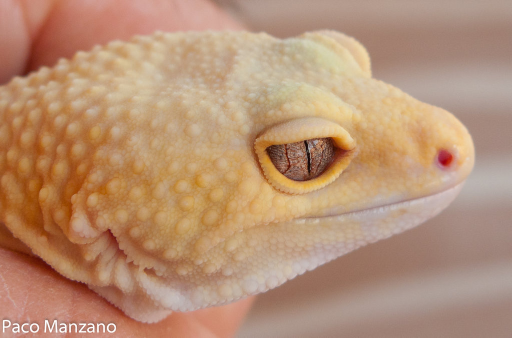 Patternless albino