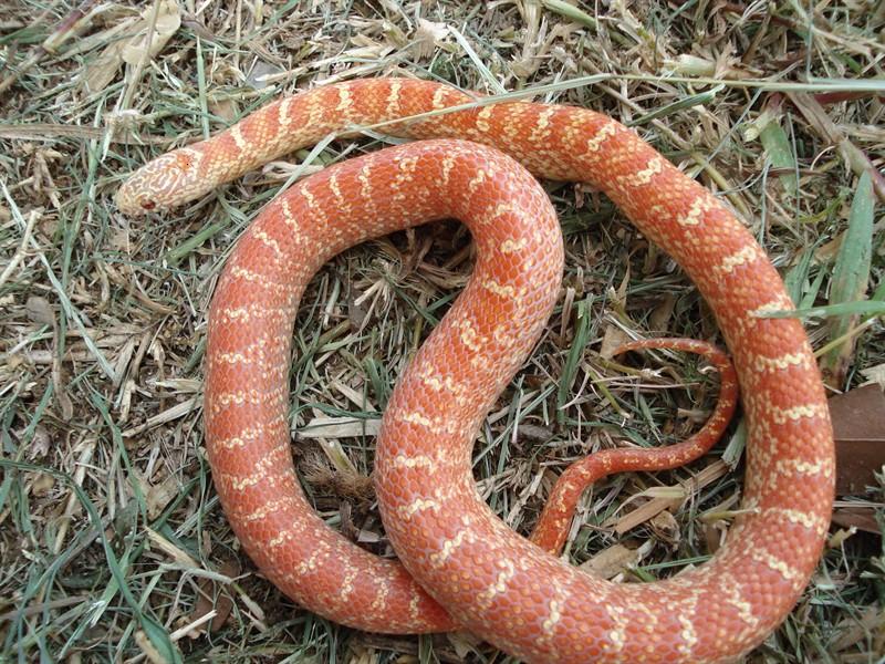 Peabino brooksi adult