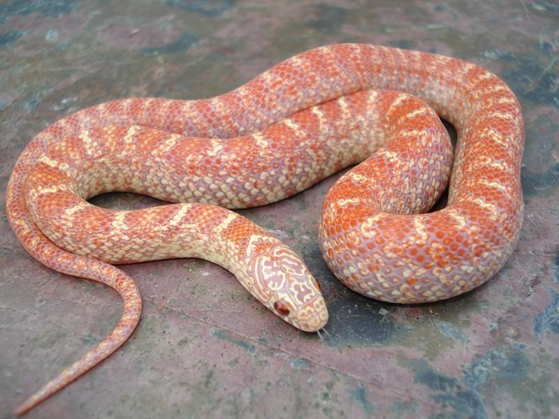 Peabino brooksi baby