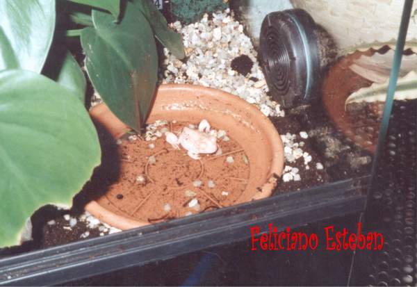 Pelobates Cultripes (Sapo Espuela) albino 1.jpg