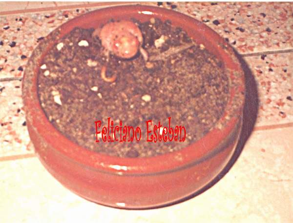 Pelobates Cultripes (Sapo Espuela) albino 2.jpg