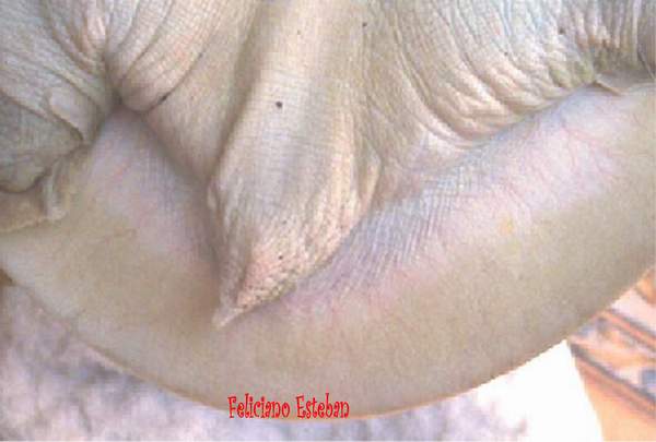 Pelodiscus sinensis (cola hembra).jpg