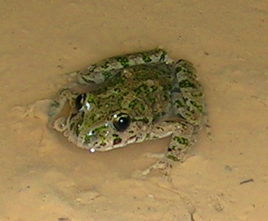 Pelodytes punctatus.JPG