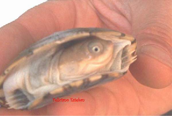 Pelomedusa subrufa (1).jpg