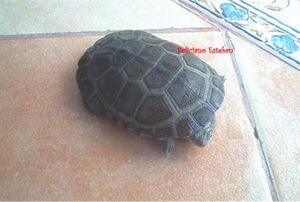 Pelomedusa subrufa (2).jpg