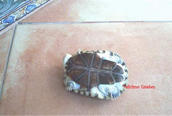 Pelomedusa subrufa (3).jpg