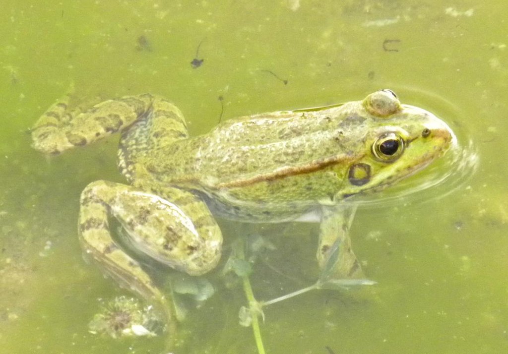 Pelophylax perezi