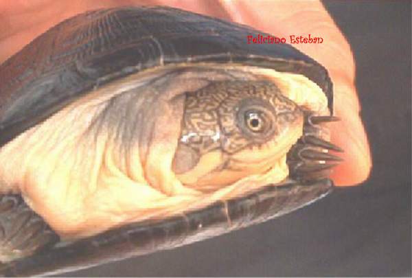 Pelusio subniger (1).jpg