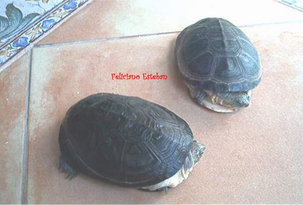 Pelusio subniger (2).jpg