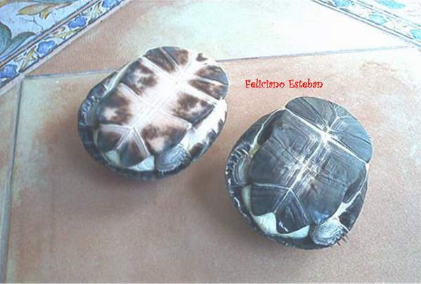 Pelusio subniger (3).jpg