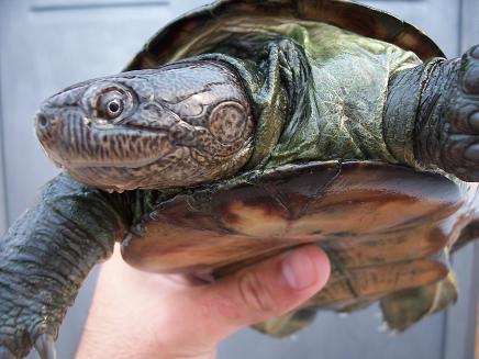 Pelusios subniger.JPG