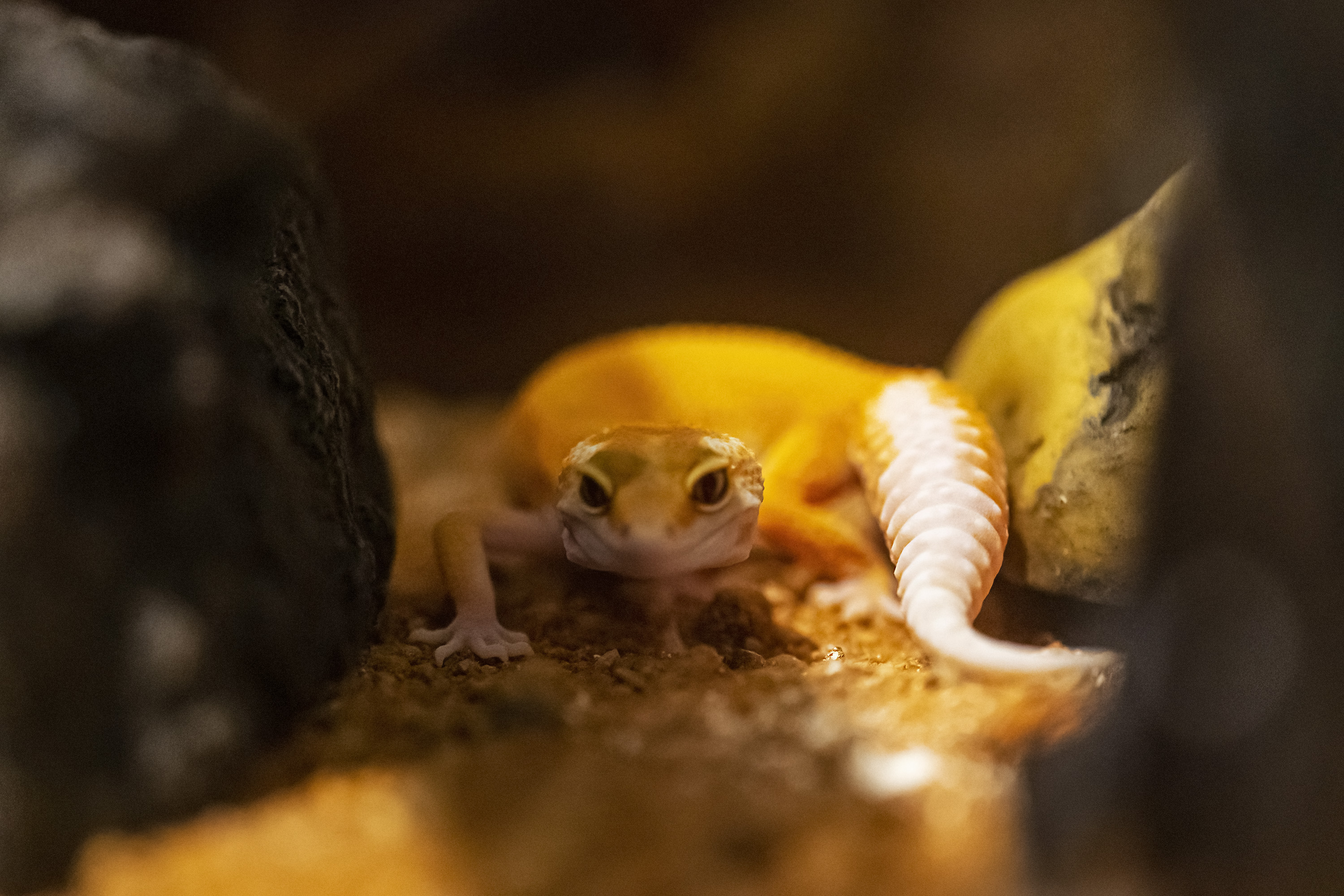 Pepe a punto de cazar