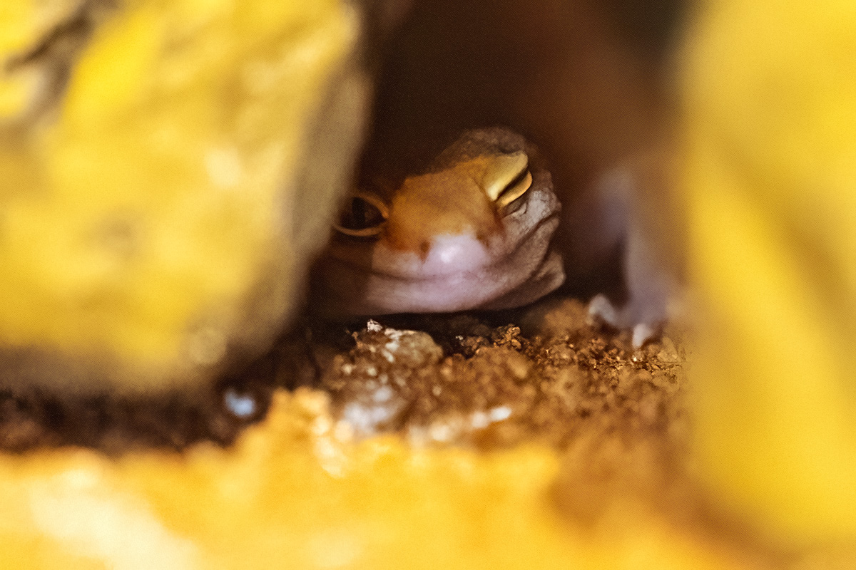 Pepe guiñando el ojo