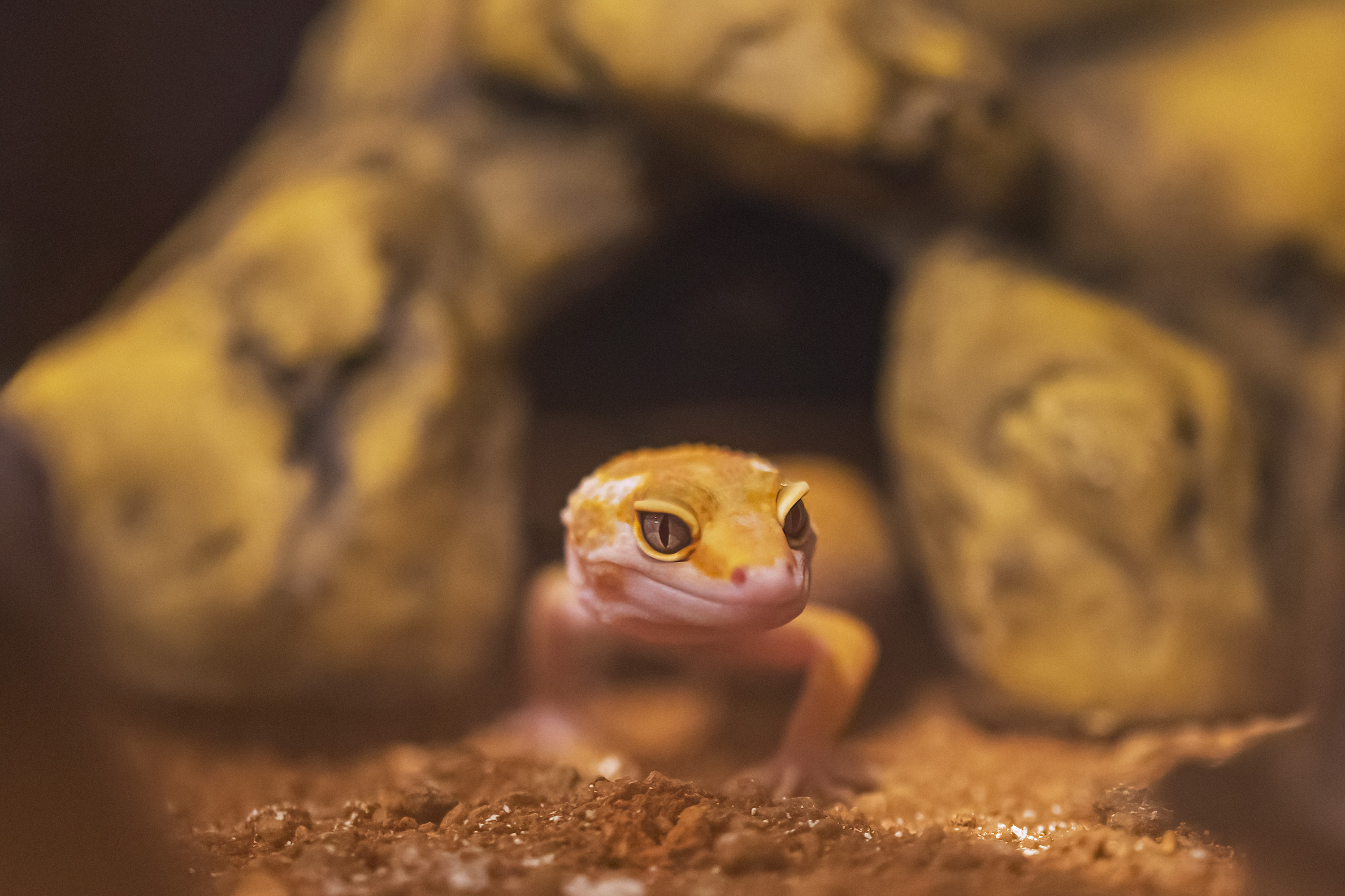 Pepe saliendo de su cueva