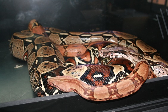 peruana y kubsch hoy.JPG