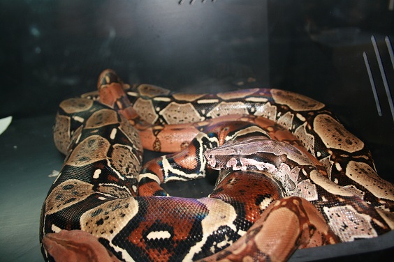 peruana y kubsch .JPG