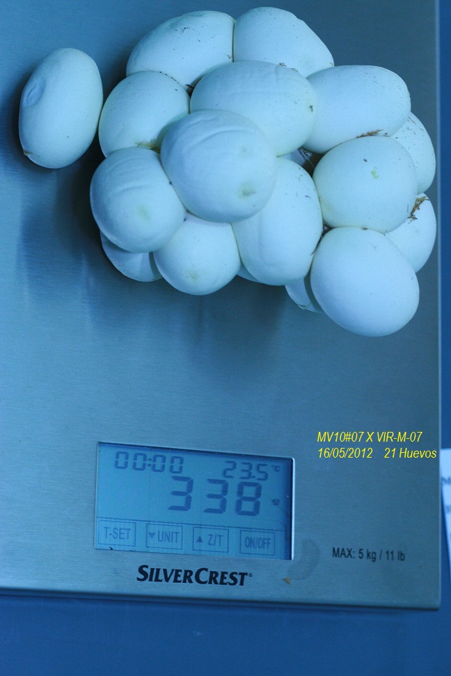 Peso puesta de Viridis