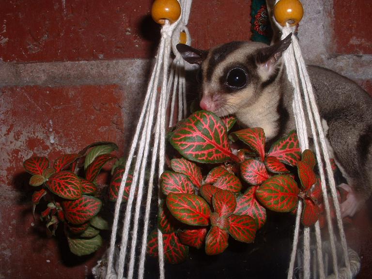 PeTaUrUs JarDInIyO.JPG