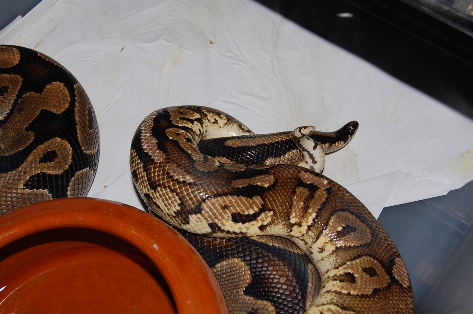 pewer X normal 7 . 21.12.2010.JPG