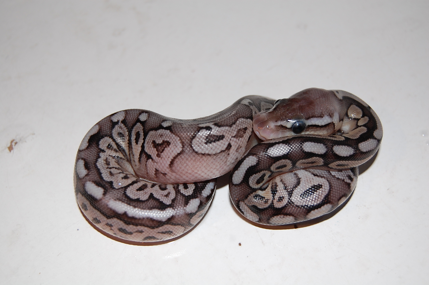 Pewter 1.. 10-9-2010.JPG