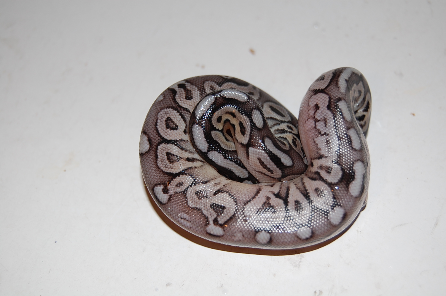 Pewter 1-10-9-2010.JPG