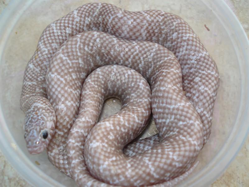 Pewter brooksi adult