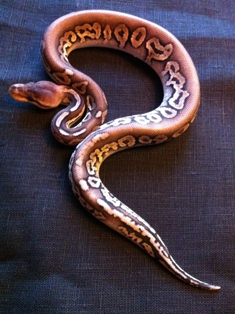 pewter macho (2).JPG