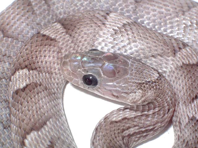 Pewter Mayo 2008 detalle.jpg