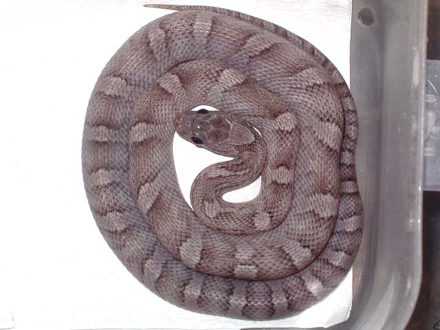 Pewter Mayo 2008.jpg