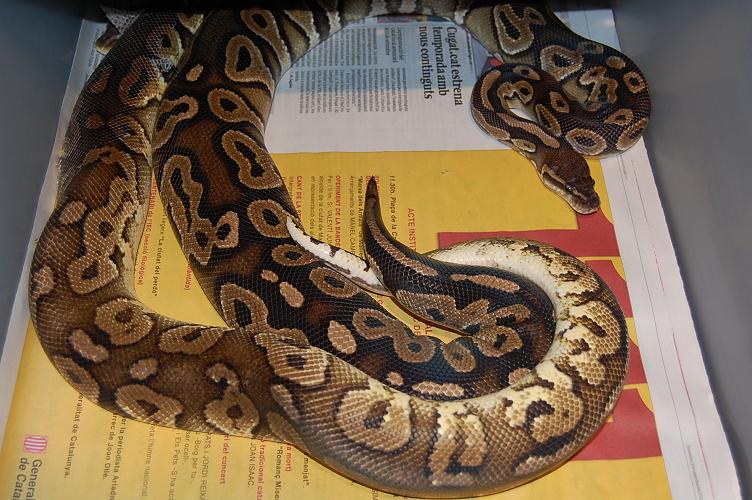 pewter x cinnamon 1.jpg