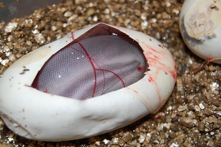 pewter x cinnamon 6-7-12 (5).jpg