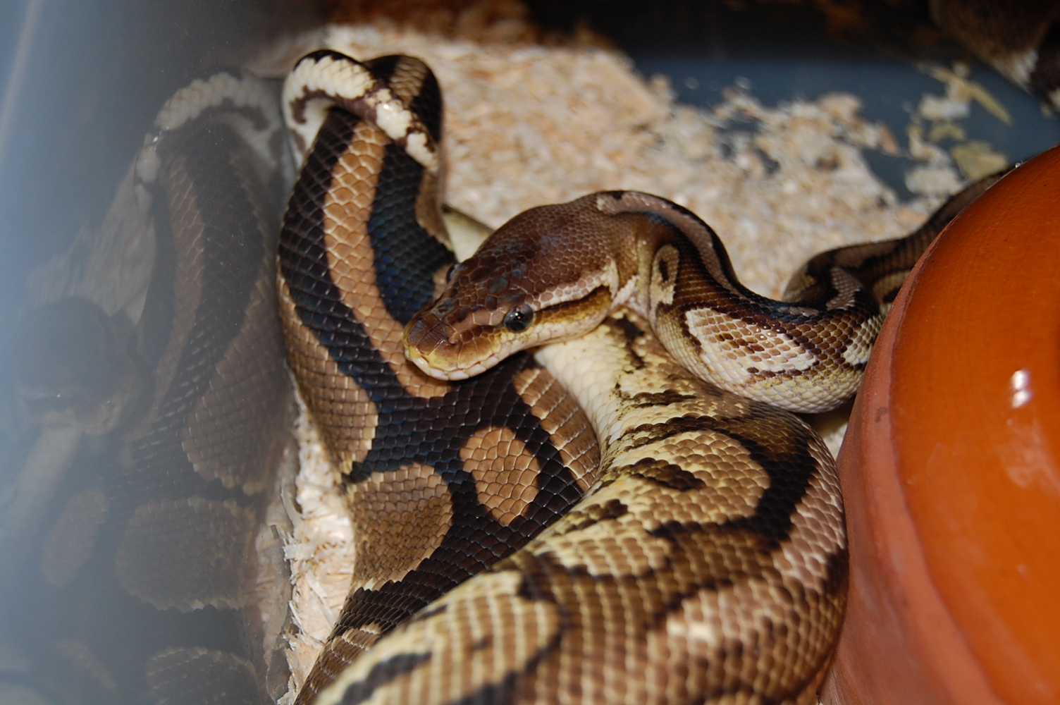 Pewter X normal 5 , 11-12-2010.JPG