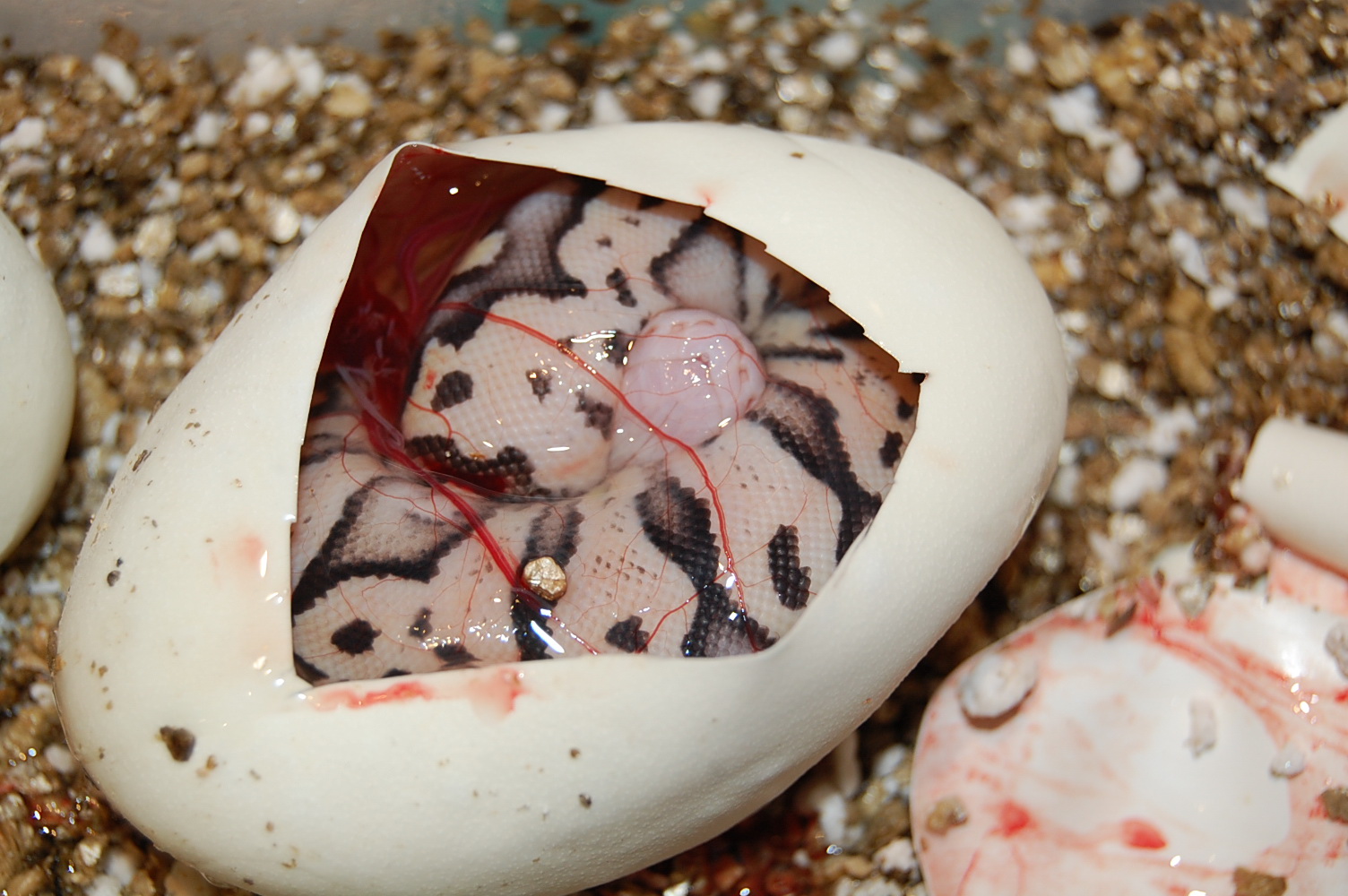 pewter x pastel 1 , 1-9-12 (2).jpg