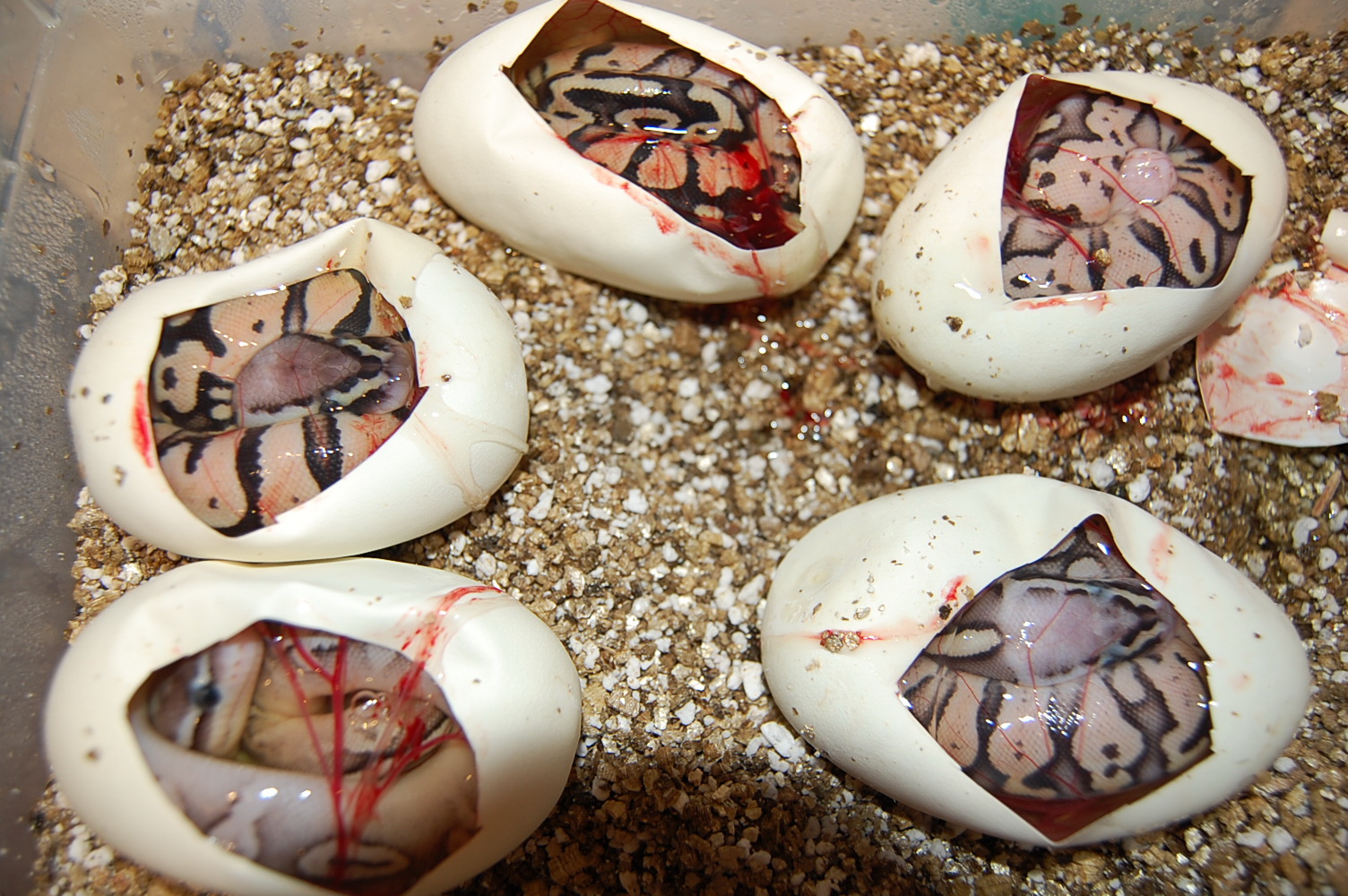 pewter x pastel 1 , 1-9-12 (4).jpg