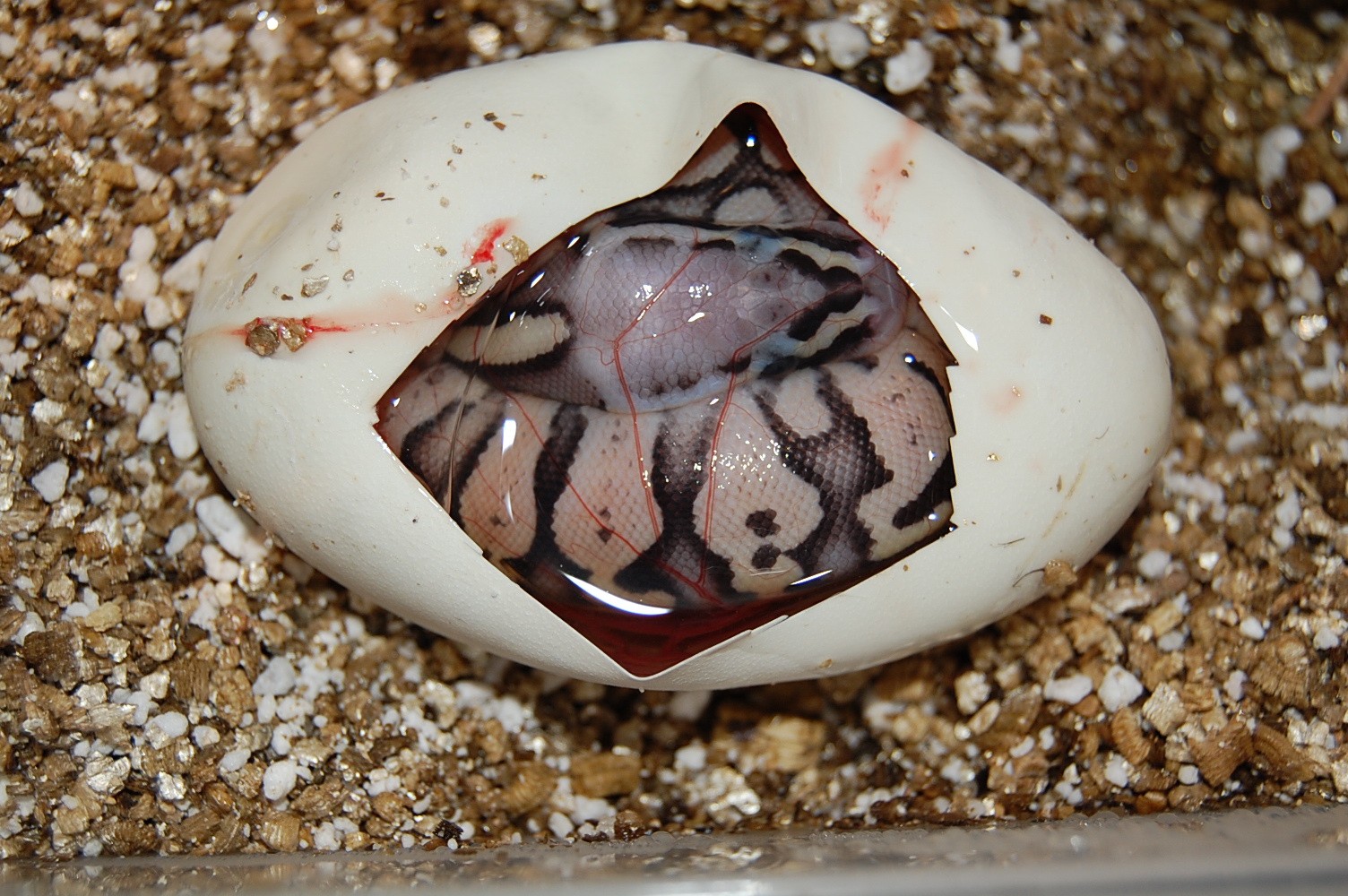 pewter x pastel 1 , 1-9-12.jpg