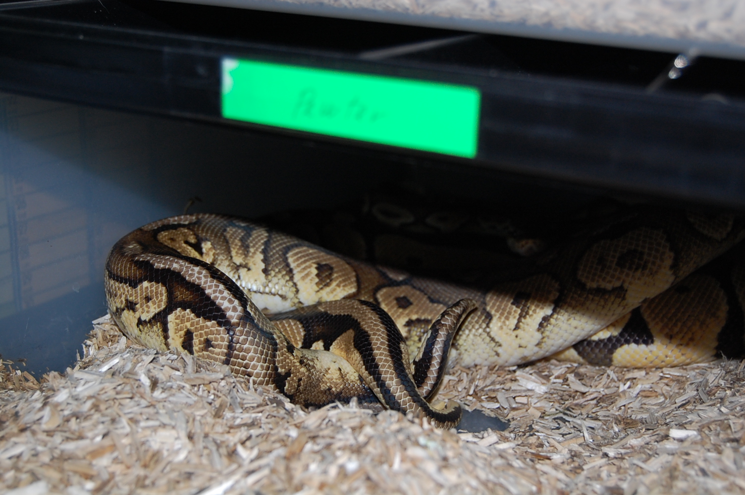 pewter x pastel 26.12.09.JPG