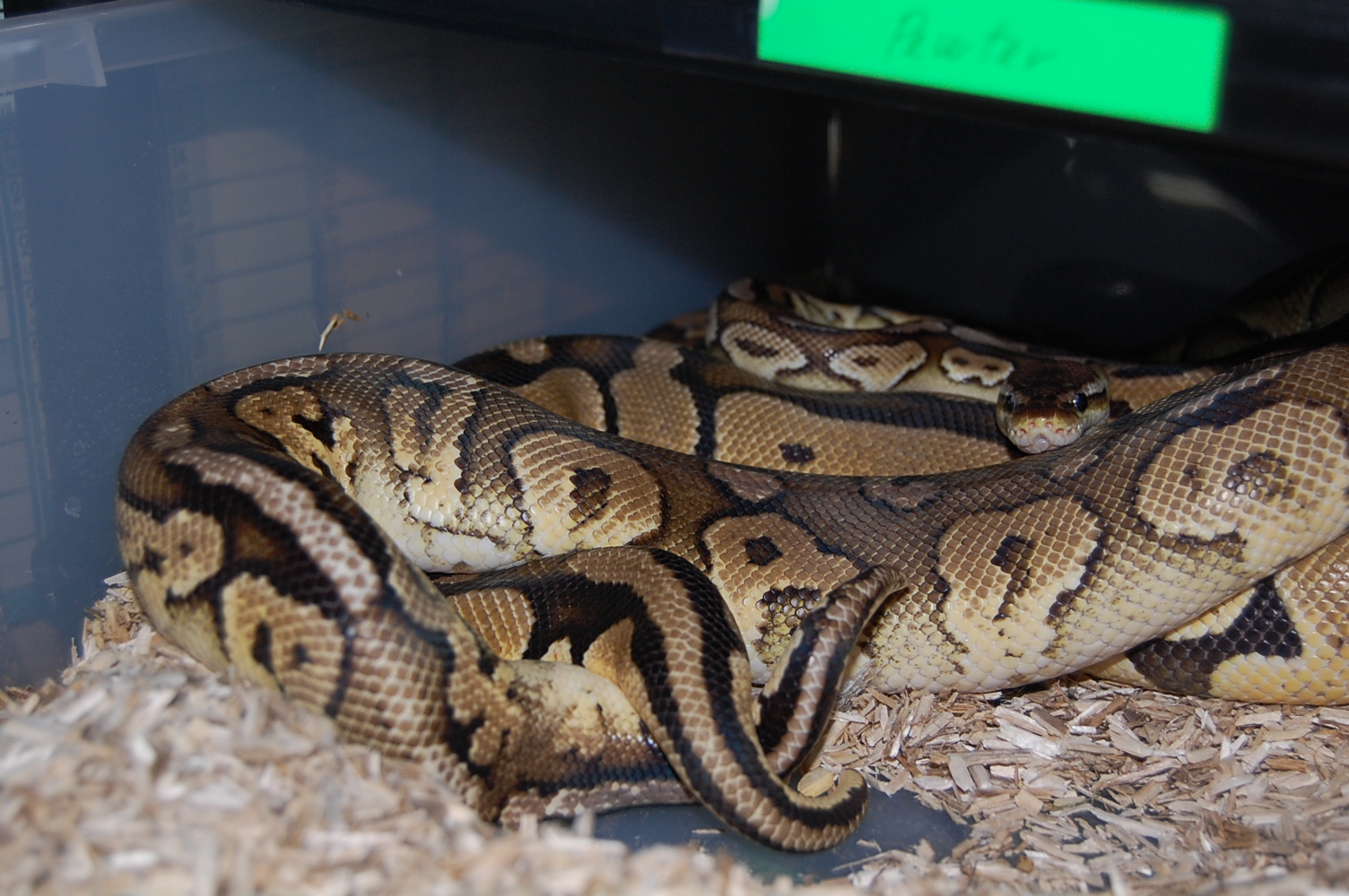 pewter x pastel 26.12-09.JPG