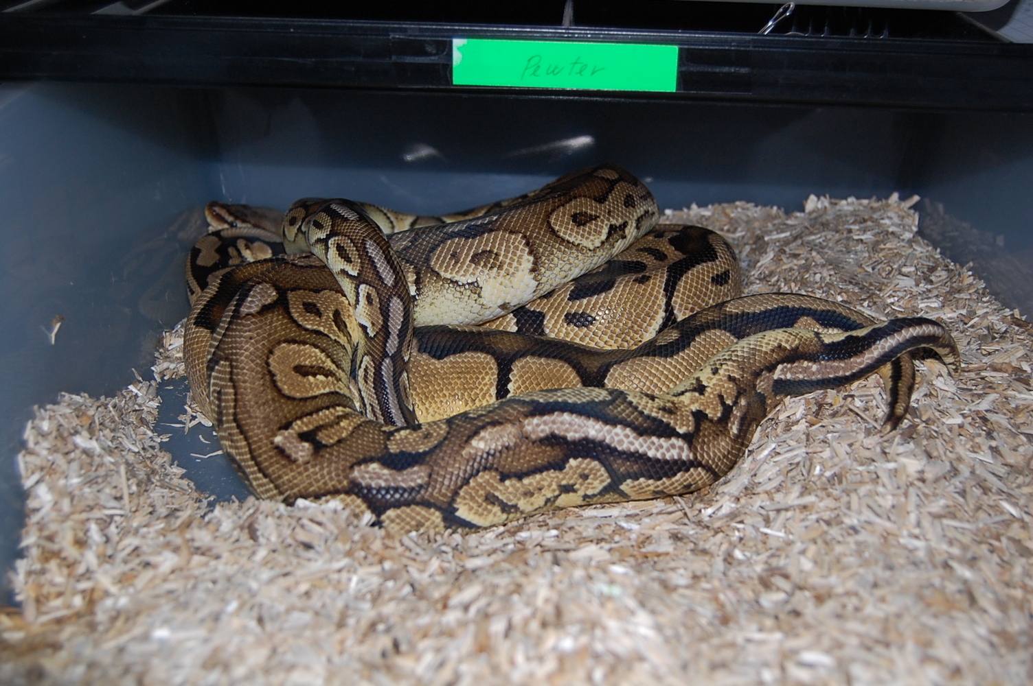 pewter x pastel 26-12-09...JPG