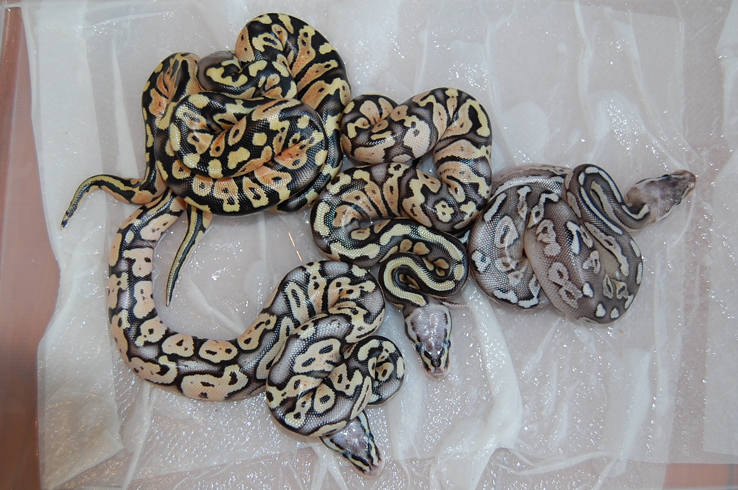 pewter x pastel 4-9-12 (4).JPG