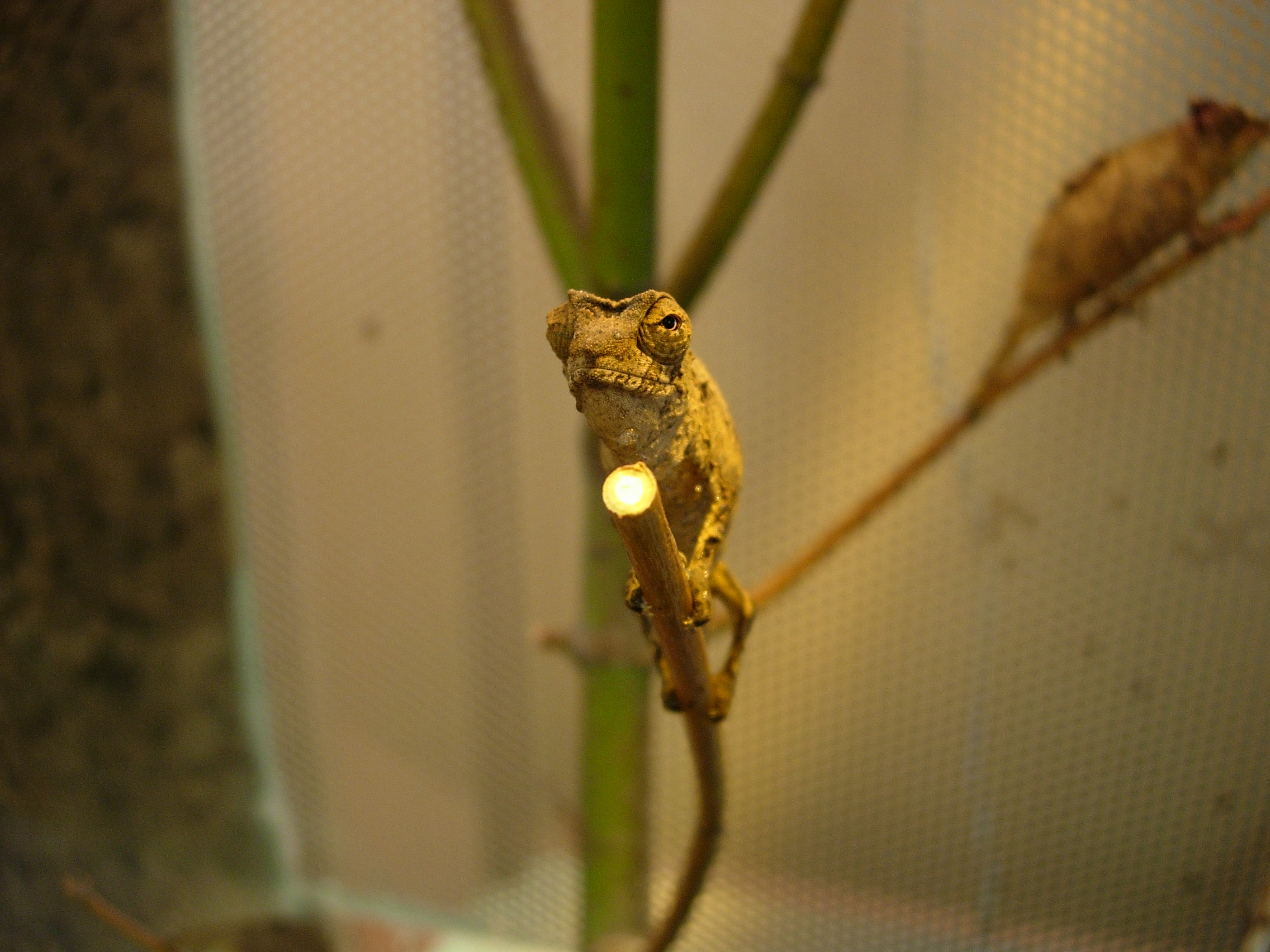 PHAMPHOLEO ESPECTRUM1.jpg