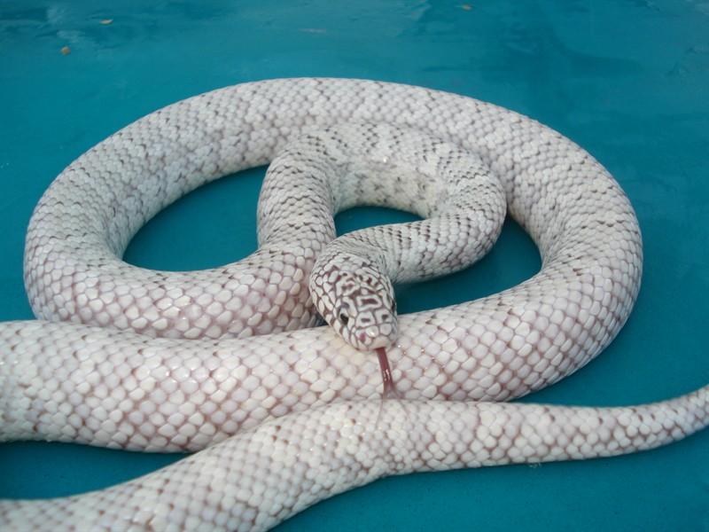 Phantom brooski adult