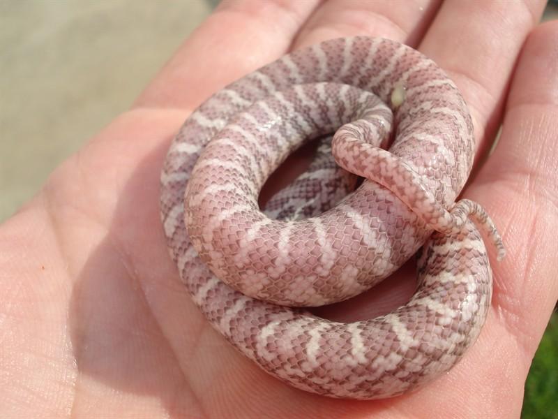 Phantom brooski baby